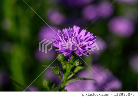 Purple Aster flower that blooms beautifully in a garden. Purple Aster flower that blooms beautifully in a garden. 128953873