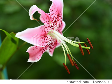 Yoko Kanoko (Yuri Kanoko) Yoko Kanoko (Yuri Kanoko) 128953894