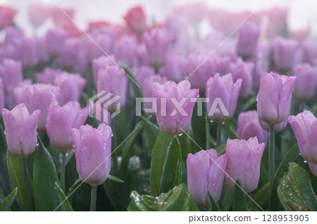 Blooming Tulips and water droplets on its petals blooms in the garden. Blooming Tulips and water droplets on its petals blooms in the garden. 128953905