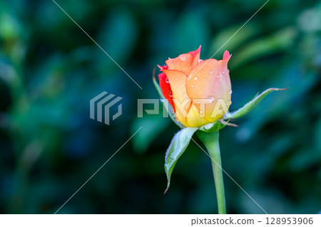 A yellow rose with water droplets on its petals blooms in the garden. 128953906