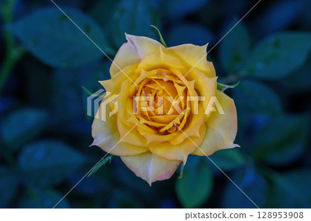 A yellow rose with water droplets on its petals blooms in the garden. 128953908