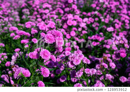 Purple Aster flower that blooms beautifully in a garden. 128953912