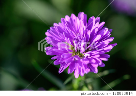 Purple Aster flower that blooms beautifully in a garden. 128953914