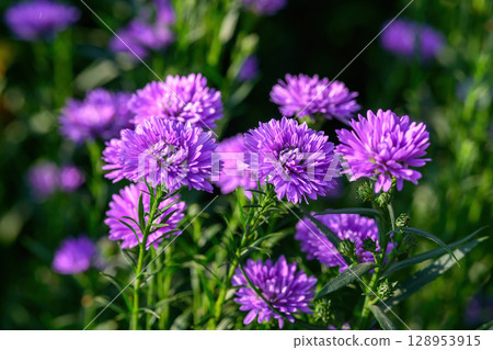 Purple Aster flower that blooms beautifully in a garden. 128953915