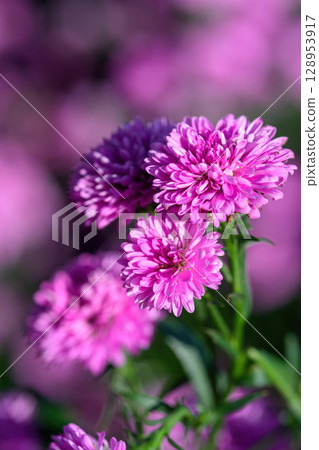 Purple Aster flower that blooms beautifully in a garden. 128953917