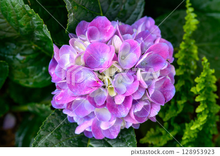 Blooming Hydrangeas flowers in the garden at Chiang Mai, Thailand. Blooming Hydrangeas flowers in the garden at Chiang Mai, Thailand. 128953923