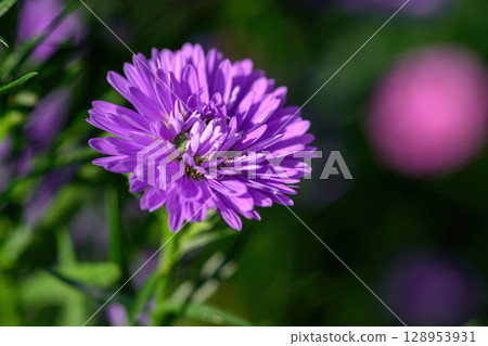 Purple Aster flower that blooms beautifully in a garden. 128953931