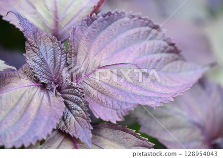 紅葉子葉子 紅葉子葉子 128954043