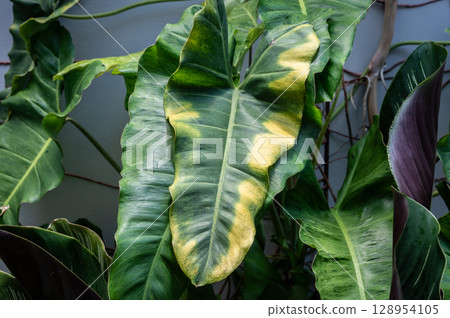 Philodendron Paraiso Verde leaf with sunburn damaged. Plant sunburn (also known as leaf sunscald or scorch) occurs when a plant is abruptly exposed to a brightly-lit area. 128954105