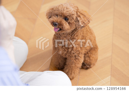 寵物訓練坐姿玩具貴賓犬 128954166