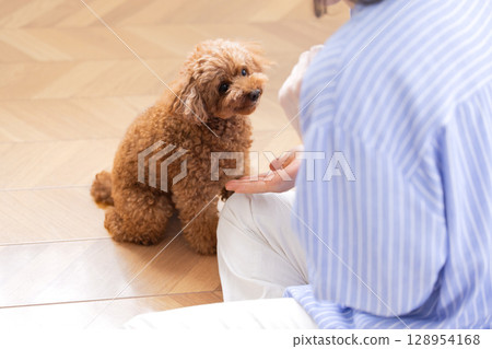 Pet Training Sitting Toy Poodle 128954168