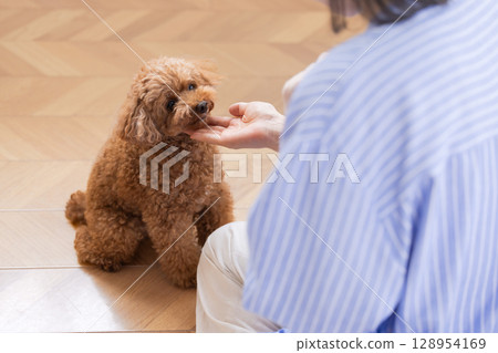 Pet Training Sitting Toy Poodle 128954169