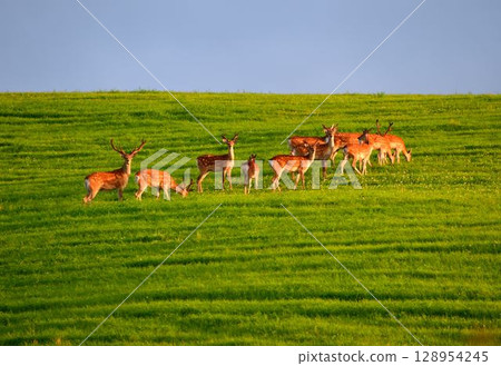 山上的蝦夷鹿 128954245