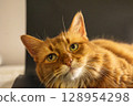 A cat staring at you 128954298