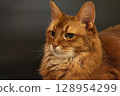Cat looking at the camera's eyes 128954299
