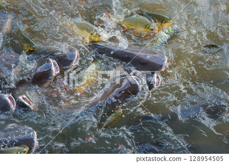 Crowd of freshwater fish scramble food in river Crowd of freshwater fish scramble food in river 128954505