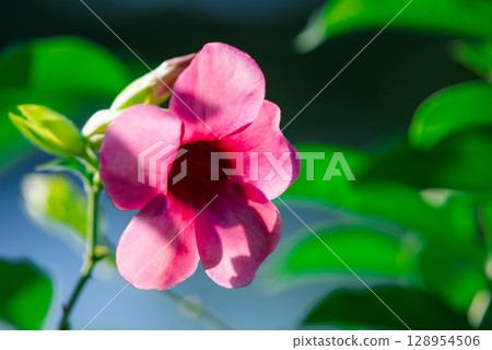 Flower purple or violet color in garden Flower purple or violet color in garden 128954506