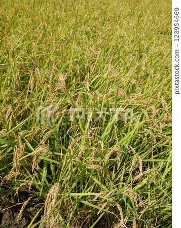 Rice early harvest 128954669