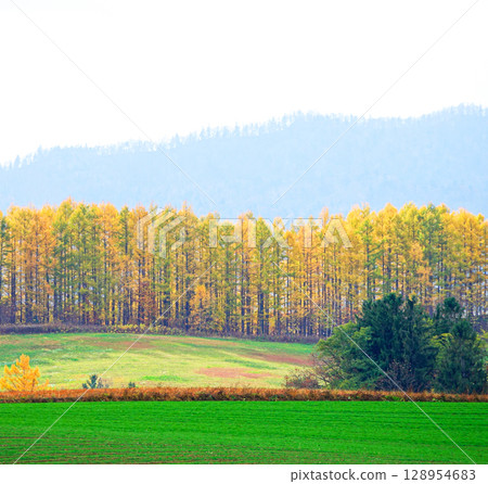 北海道美瑛的秋景，可欣賞落葉鬆的紅葉 128954683