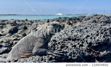 一隻海鬣蜥坐在火山岩上的側面照(加拉巴哥群島) 一隻海鬣蜥坐在火山岩上的側面照(加拉巴哥群島) 128954692
