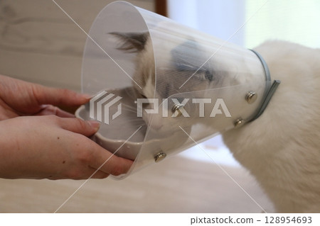 布娃娃透過透明的伊莉莎白圈喝水 128954693