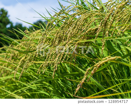 May the rice harvest be bountiful and the rice shortage be resolved. 128954717