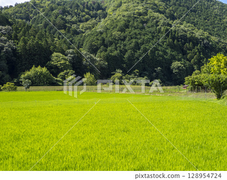 Paddy fields where new green seedlings grow 128954724