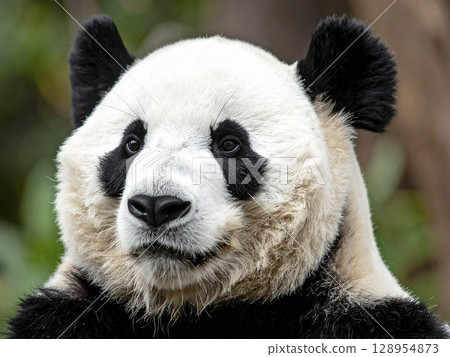 AI-generated image of a giant panda 128954873