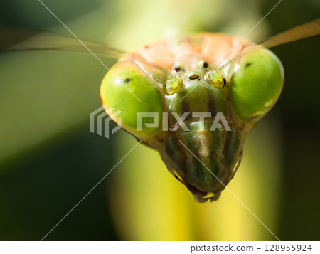 螳螂在相機的眼睛上 螳螂在相機的眼睛上 128955924