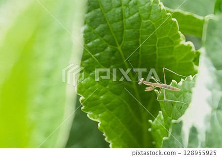 迷失在繡球花林中的螳螂 128955925