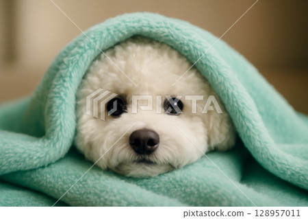 AI generated image of an adorable Bichon Frise dog peeking out from under a cozy pastel blanket with soft lighting. The dog eyes and nose are in focus, evoking a warm and playful mood. 128957011