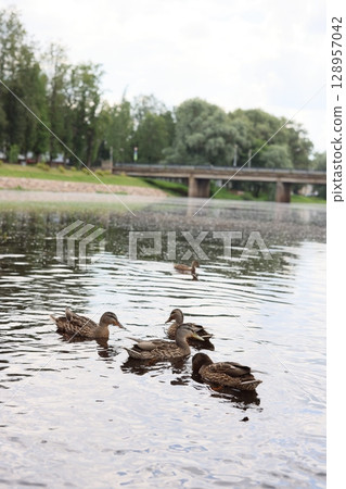 Ducks Gracefully Swimming in a Serene and Calm Lake Surrounded by Natures Beauty 128957042