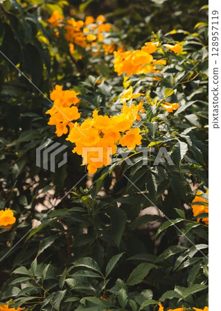 A Bright Display of Vibrant Yellow Flowers Set Against the Lush Green Foliage Background A Bright Display of Vibrant Yellow Flowers Set Against the Lush Green Foliage Background 128957119