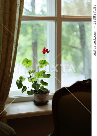 A Delicate and Beautiful Green Plant Positioned by the Window, Bathed in Natural Light A Delicate and Beautiful Green Plant Positioned by the Window, Bathed in Natural Light 128957185