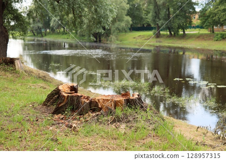 A tree stump can be found by a calm and serene water body, surrounded by lush greenery 128957315