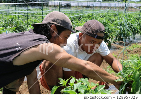 千葉縣八街市的兩名辣椒種植者正在採辣椒 128957329