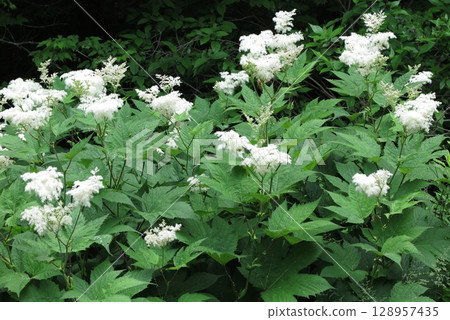 White flowering bush of Hydrangea officinalis White flowering bush of Hydrangea officinalis 128957435