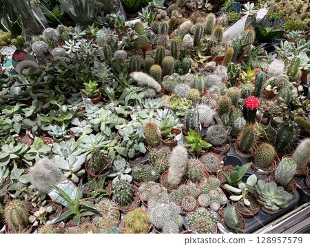 A Diverse Collection of Various Cacti and Succulents Found Within a Beautiful Greenhouse A Diverse Collection of Various Cacti and Succulents Found Within a Beautiful Greenhouse 128957579