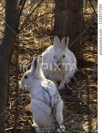 A pair of Ezo snow hares A pair of Ezo snow hares 128957584