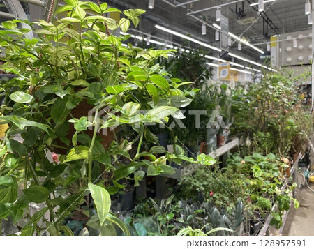 Explore a beautifully lush selection of indoor garden options available at a local store Explore a beautifully lush selection of indoor garden options available at a local store 128957591