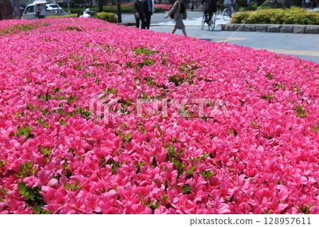 The crimson azaleas in bloom filling the shrubs in the street 128957611