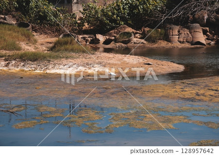 A Serene and Beautiful Lakeside Landscape Showcasing Vibrant Algae Growth in the Ecosystem 128957642