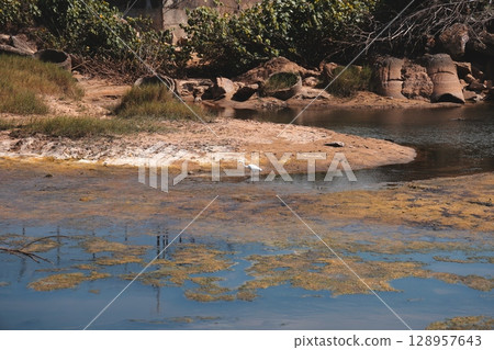 A Beautiful and Serene Waterbody Surrounded by Diverse Natural Flora and Wildlife 128957643