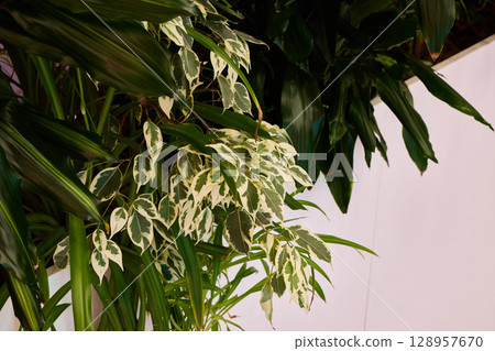 The Beautiful and Elegant Green Foliage Displaying Unique White Variegation Patterns The Beautiful and Elegant Green Foliage Displaying Unique White Variegation Patterns 128957670