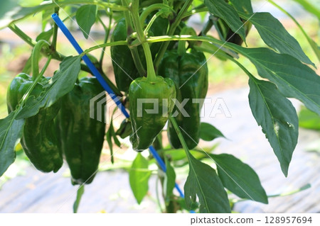Bell peppers from Yachimata City, Chiba Prefecture 128957694