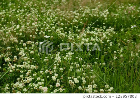 A Beautiful Lush Green Field Delicately Covered with White Clover Blossoms in Full Bloom 128957808