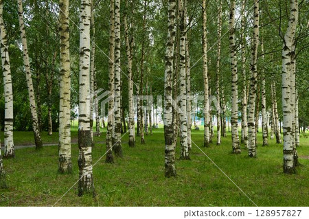 A Serene Birch Forest Surrounded by Lush Green Grass and Vibrant Flora and Fauna 128957827