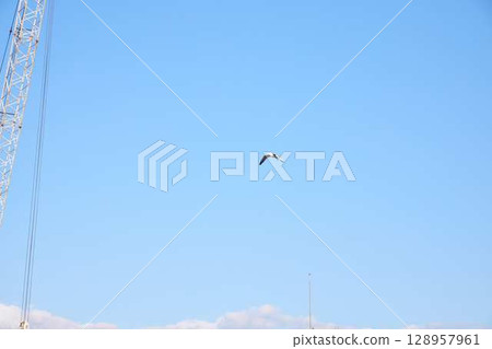 A Truly Beautiful Bird Soaring High Up Against a Clear Blue Sky with Absolutely No Clouds in Sight 128957961