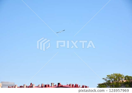 A magnificent bird soaring gracefully in flight above the rooftops against a clear blue sky A magnificent bird soaring gracefully in flight above the rooftops against a clear blue sky 128957969