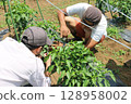A pepper harvesting experience at a pepper farm in Yachimata, Chiba Prefecture 128958002